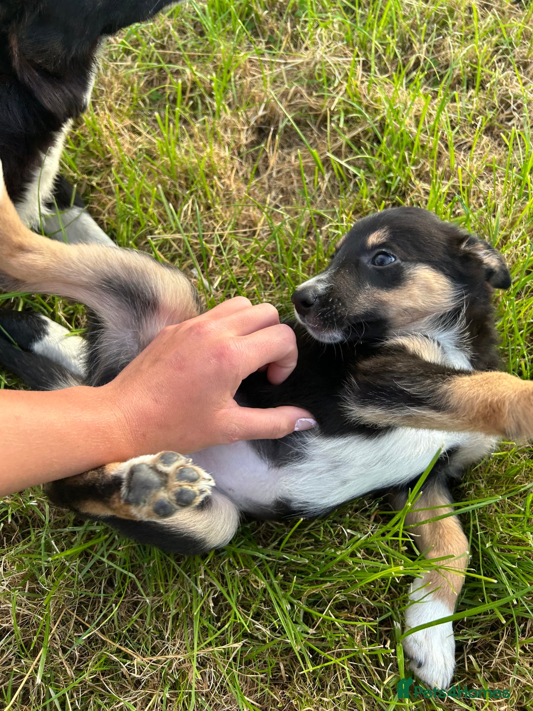 Short Hair Border Collie Beagle Mix Cute Mix Border Collie Beagle
