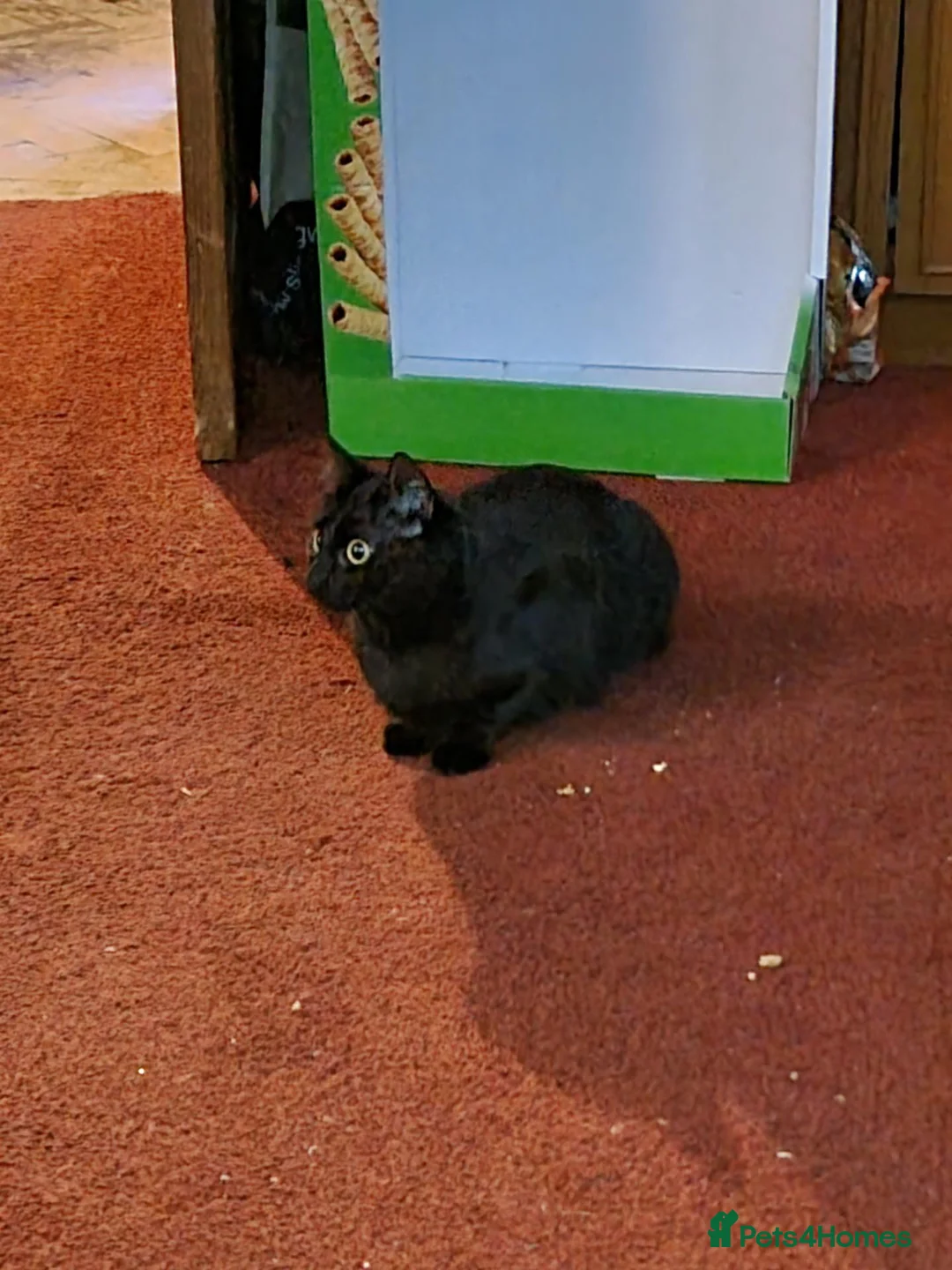 Bombay cats for sale: Kittens for sale in Greenhithe - Advert 1