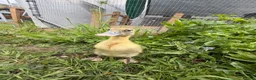 Ducks poultry for sale: 5 Indian Runner Ducklings  - Advert 3