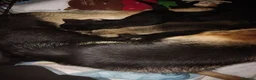 German Shepherd dogs for sale: 4 German shepherd puppies  - Advert 2