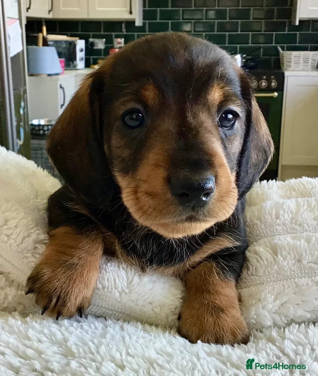 Miniature Dachshund dogs for sale: SOMETHING A LITTLE DIFFERENT..MINI DACHSHUNDS  - Advert 1