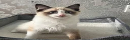 Ragdoll cats for sale: Beautiful Ragdoll Kittens - Advert 17