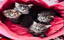 Scottish Fold cats for sale: Gorgeous Scottish Fold long hair - Image 5