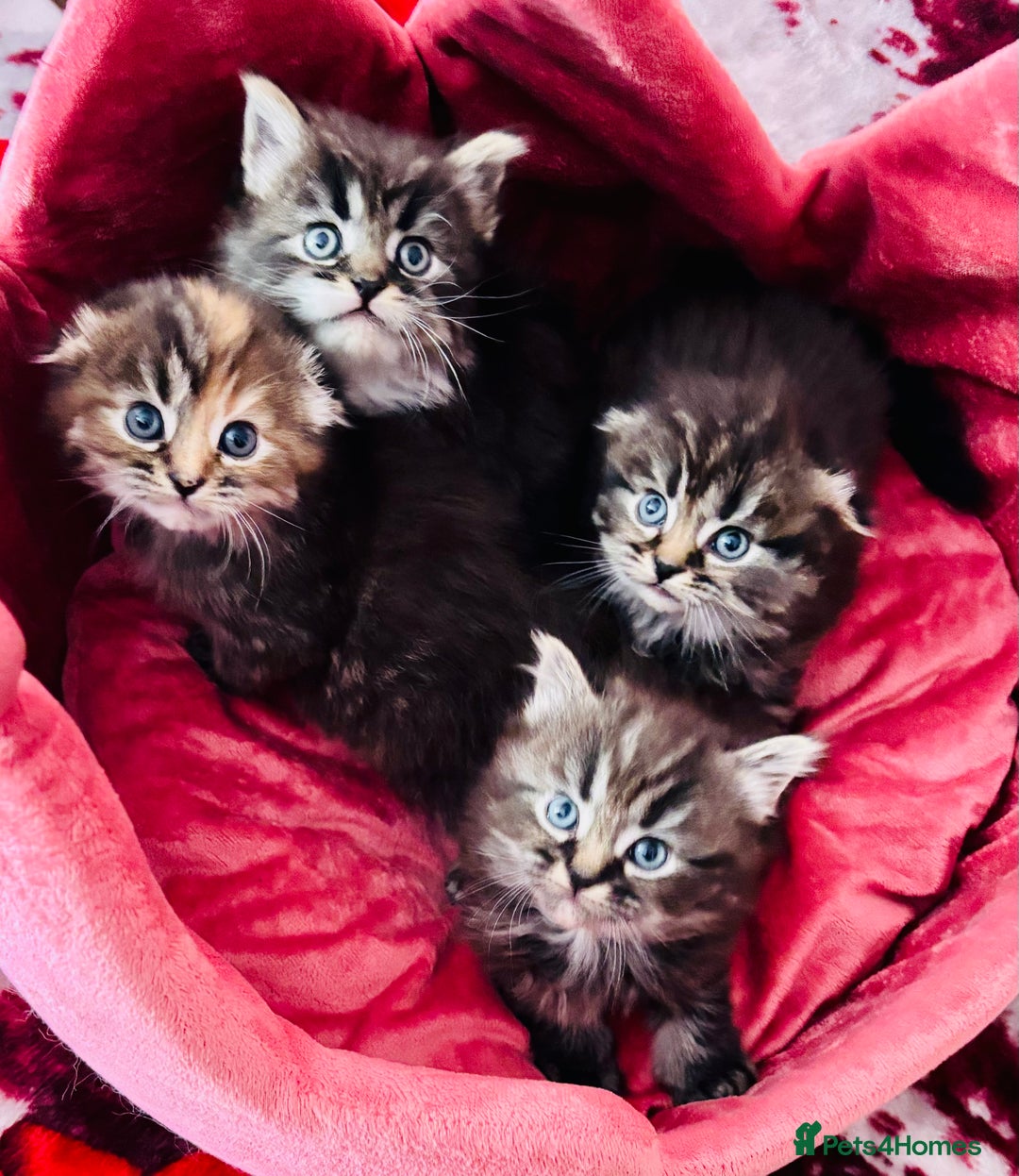Scottish Fold cats for sale: Gorgeous Scottish Fold long hair - Image 5
