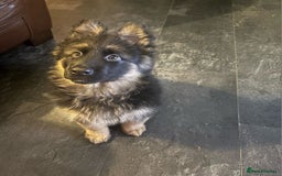 German Shepherd dogs for sale: German shepherd pups for sale  - Image 14