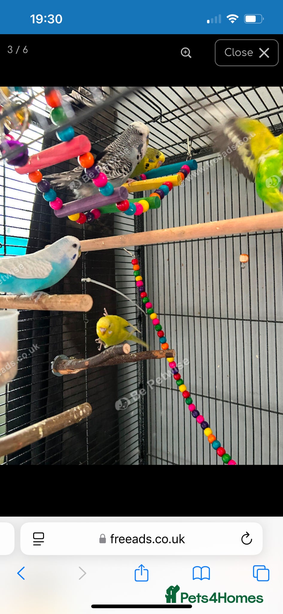 Budgerigars birds 6 budgies  - Advert 1