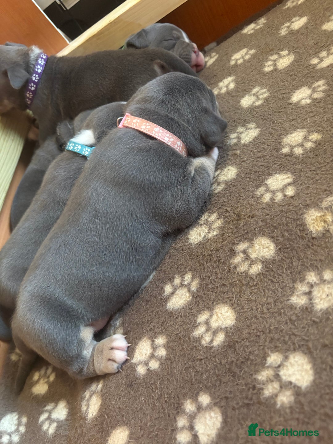 American Bully dogs for sale: American pocket bully tri pups - Image 8