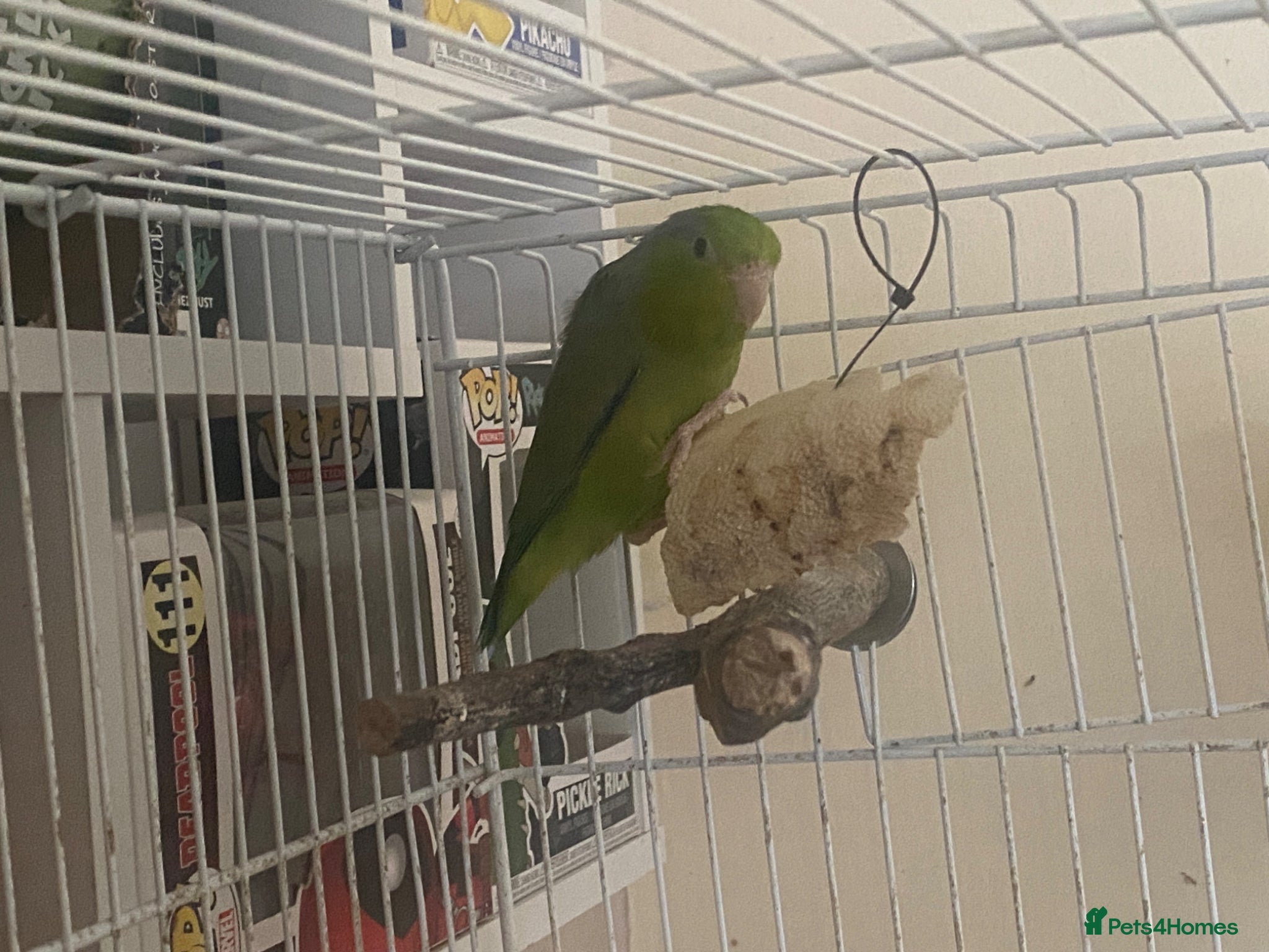 Parakeets birds Male Parrotlet - Advert 1
