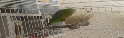 Parakeets birds for sale: Male Parrotlet - Advert 1