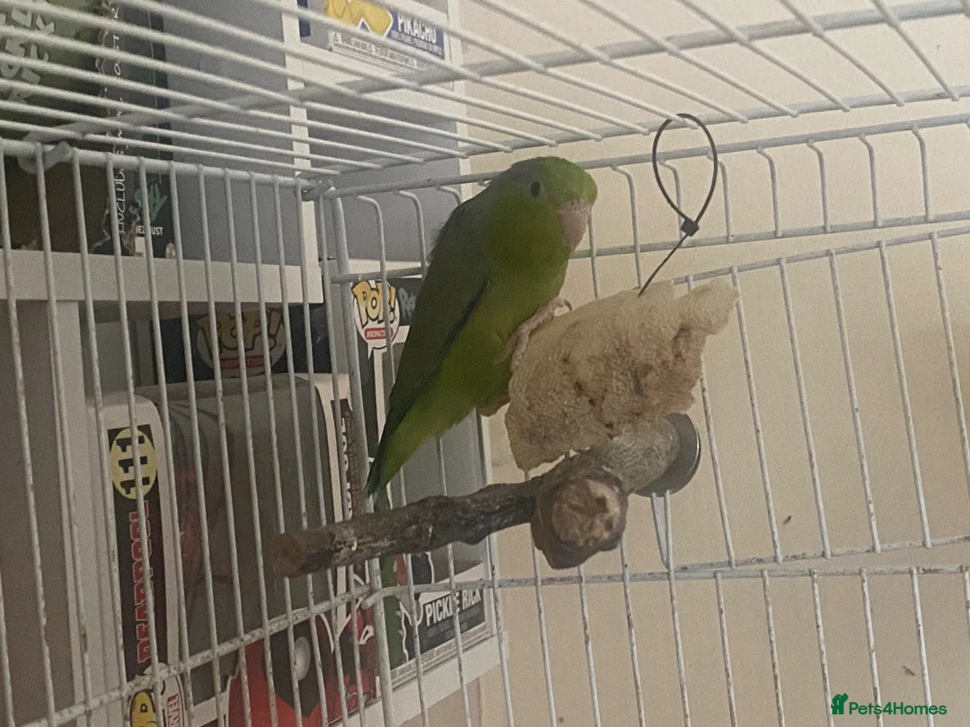 Parakeets birds for sale: Male Parrotlet - Advert 1