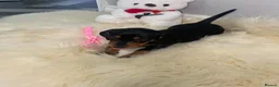 Miniature Dachshund dogs for sale: 3 Beautiful Miniature Dachshunds puppys - Advert 6