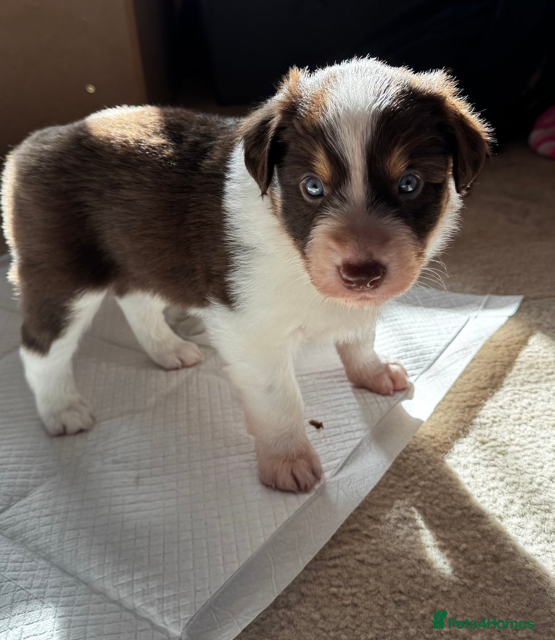 Border Collie dogs for sale: Red & White Tri border collie puppies  - Image 5