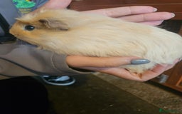 Guinea Pig rodents for sale: Mix of guinea pigs for sale  in Blackpool - Image 10