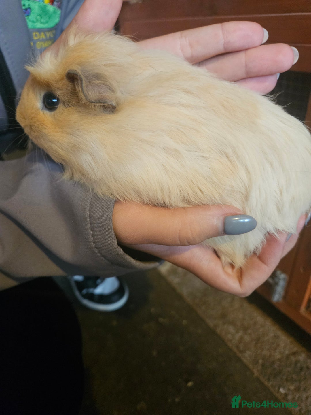 Guinea Pig rodents for sale: Mix of guinea pigs for sale  in Blackpool - Image 10