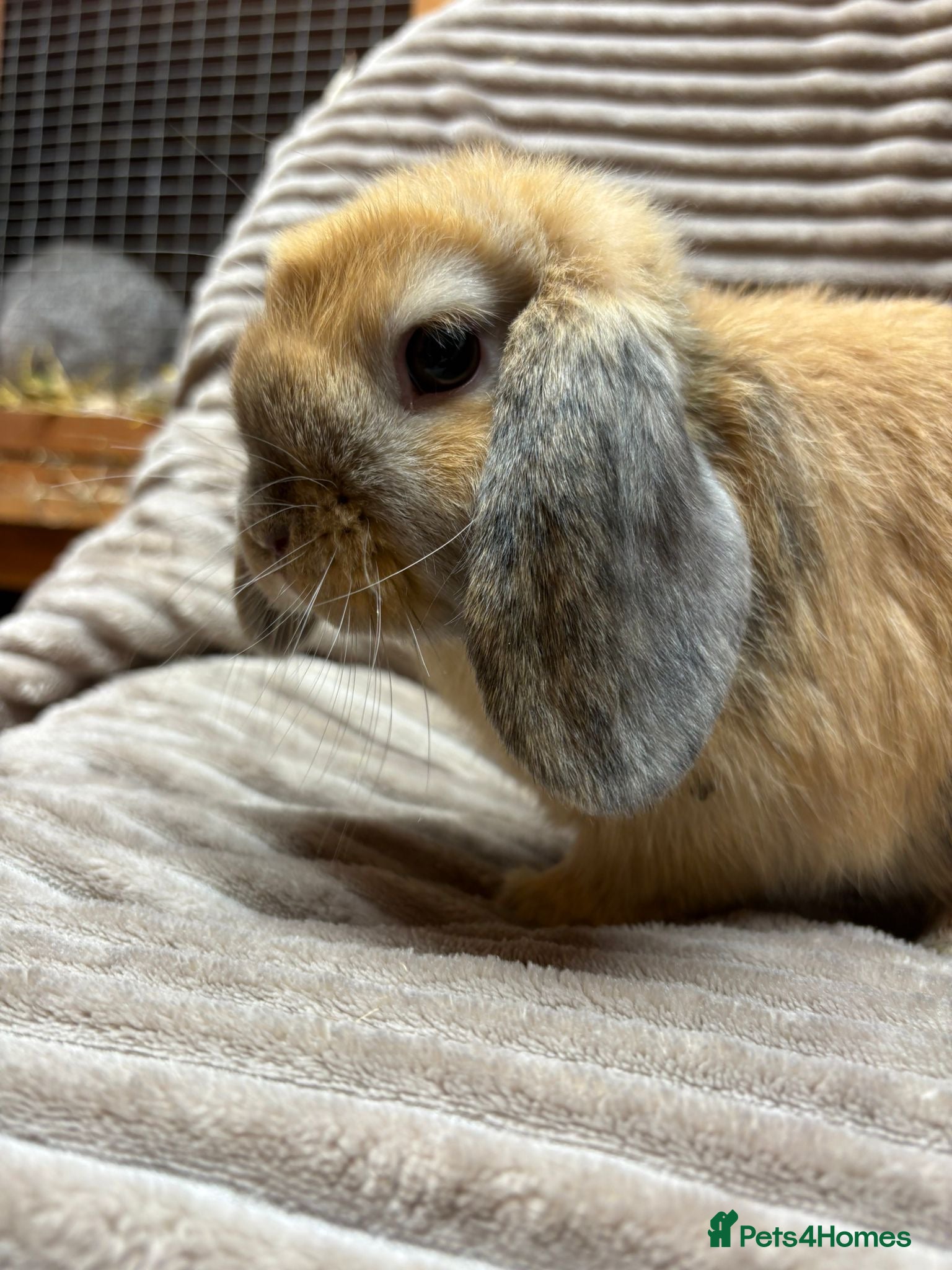 Mini Lop rabbits 2 bonded mini lops  - Advert 2