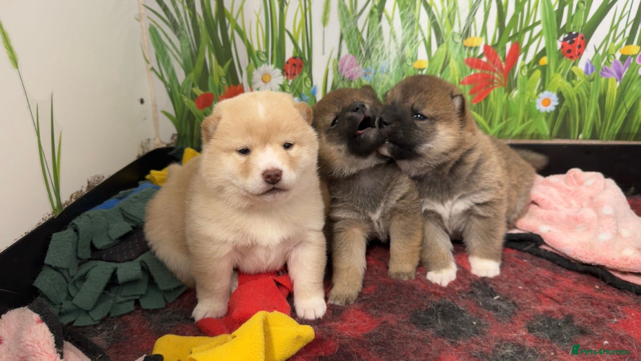 Japanese Shiba Inu dogs Outstanding quality two girls available. - Advert 1