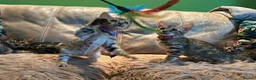 Bengal cats for sale: Pure Bengal Kittens ❤️ready for their new home 🏡  - Advert 14