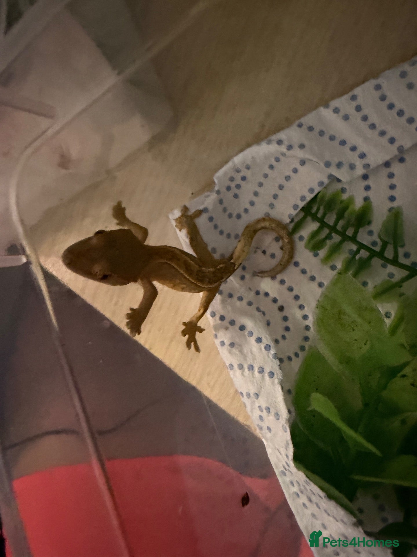 Gecko reptiles Crested gecko baby’s  - Advert 1