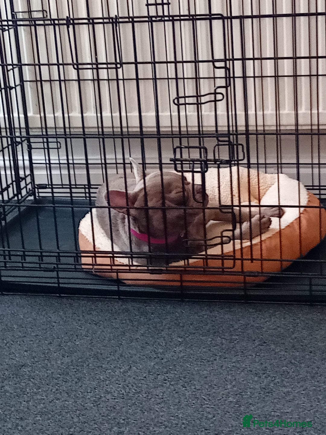 French Bulldog dogs for sale: 2 French Bull Dogs looking for a forever home  - Image 5