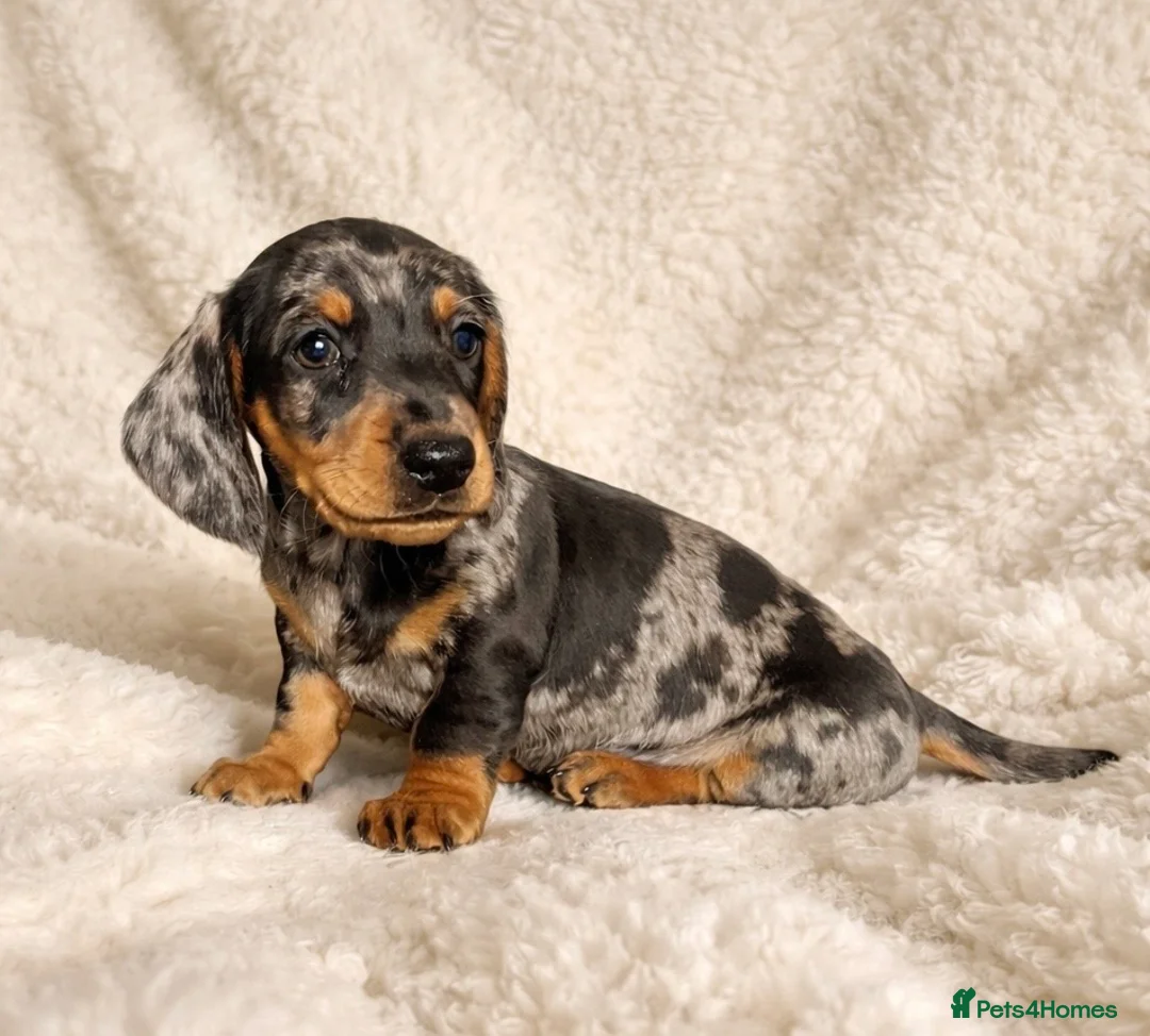 Dachshund dogs for sale: Miniature Dachshund puppies  - Advert 7