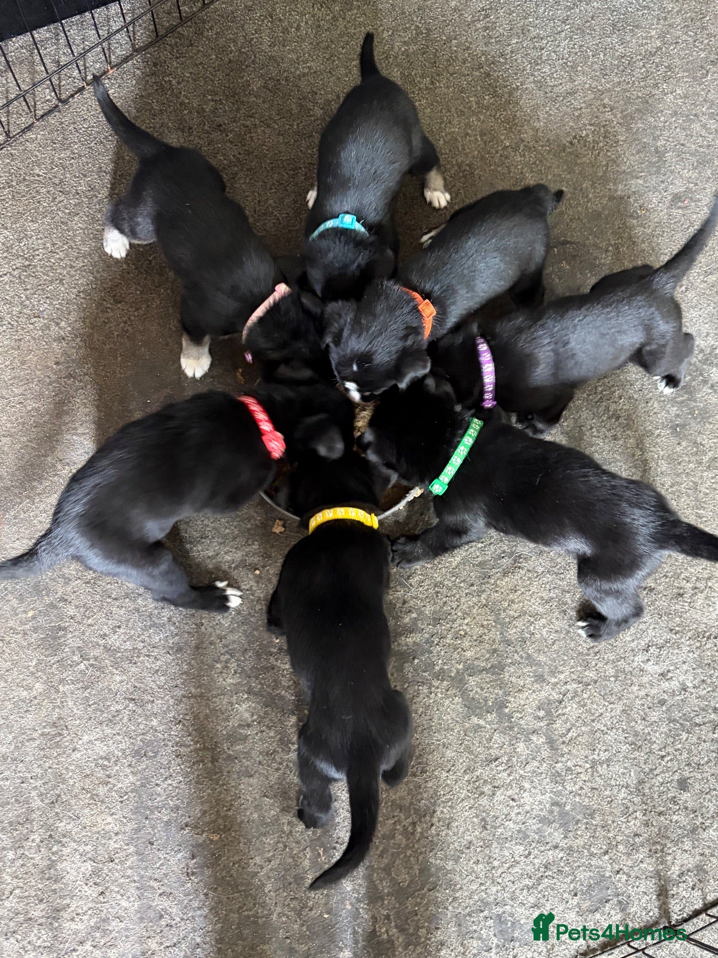 Mixed Breed dogs 7 huskadors please check prices - Advert 1