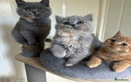 British Shorthair cats for sale: GCCF registered British longhairs and Shorthairs - Image 21