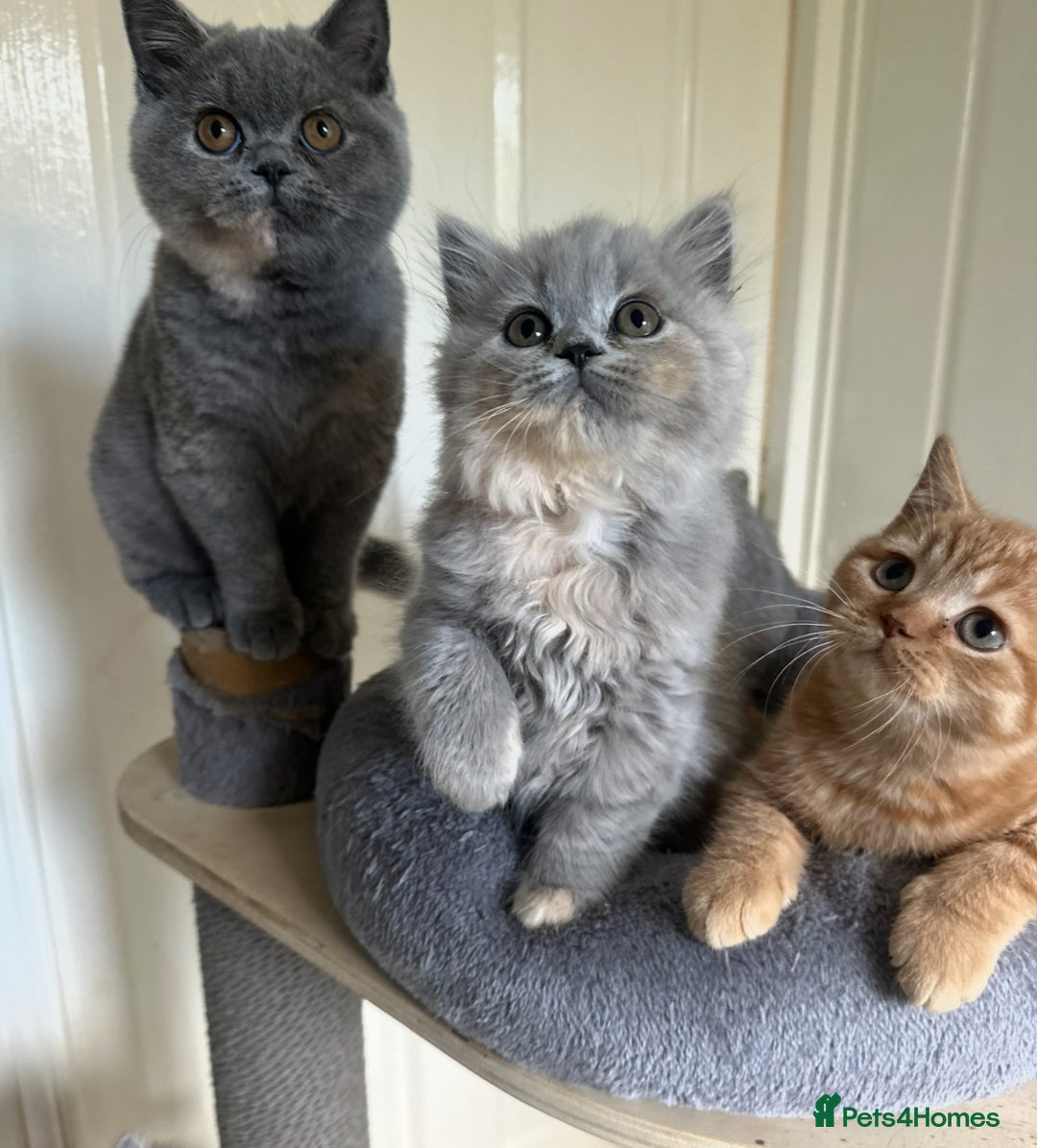 British Shorthair cats for sale: GCCF registered British longhairs and Shorthairs - Image 21