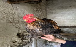 Chickens poultry for sale: Pekin cross , Bantam Cockerels for sale  - Advert 5
