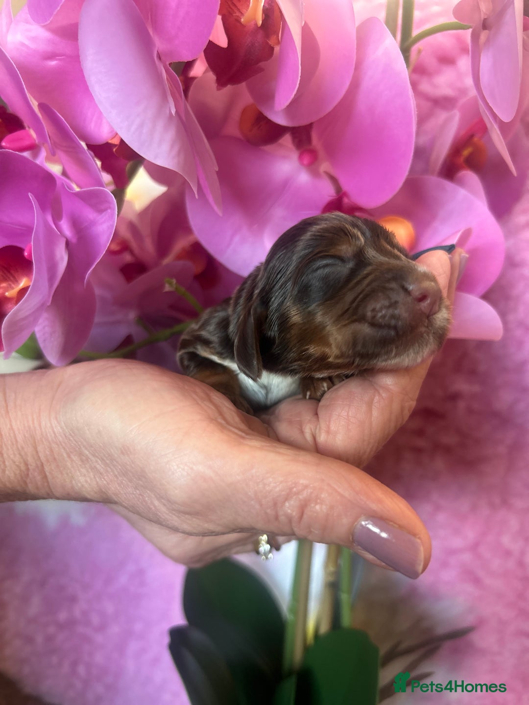 Cocker Spaniel dogs for sale: Stunning litter of show cocker spaniels  - Image 31