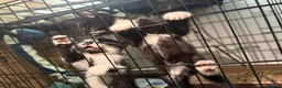 Mixed Breed cats for sale: Kittens need a new home in Wolverhampton - Advert 4