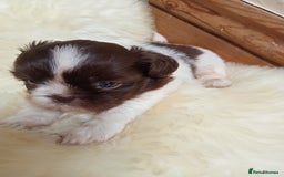 Shih Tzu dogs for sale: Shih Tzu pups for sale - Image 4