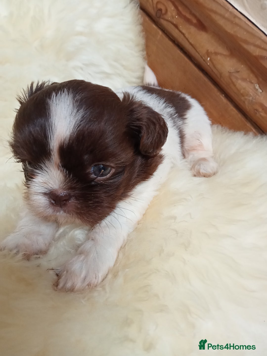 Shih Tzu dogs for sale: Shih Tzu pups for sale - Image 4