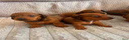 Miniature Dachshund dogs for sale: Miniature dachshund puppies  in Treharris - Advert 2