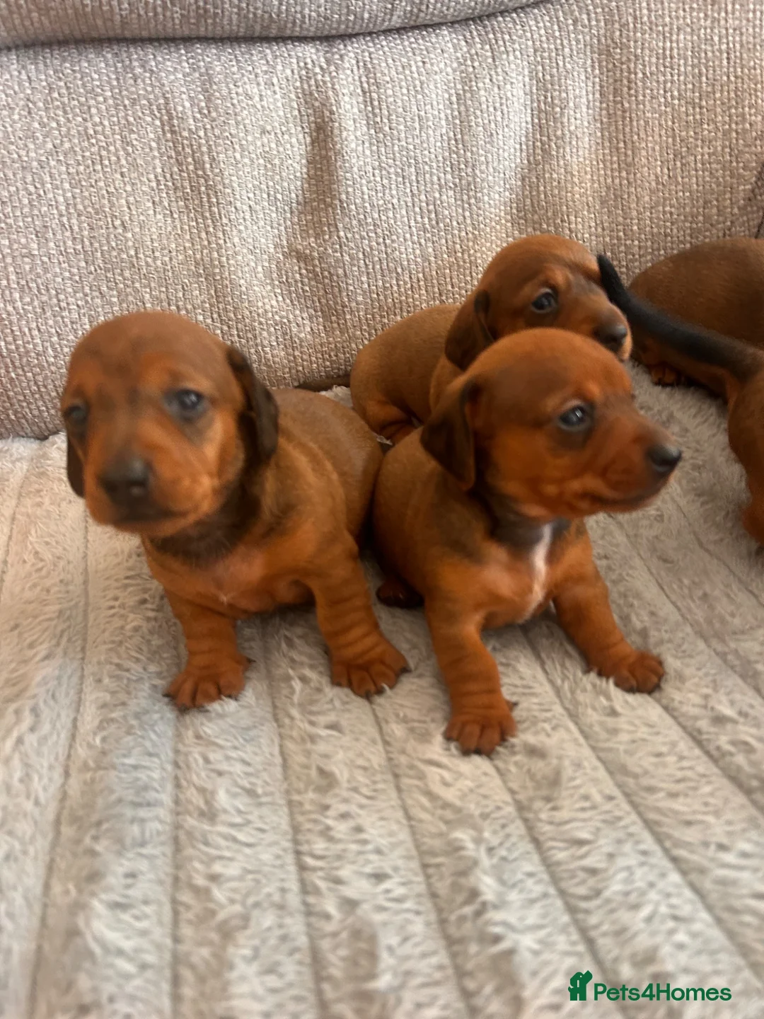 Miniature Dachshund dogs for sale: Miniature dachshund puppies  in Treharris - Advert 2