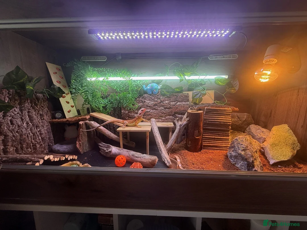 Bearded Dragon reptiles for sale: Bearded Dragon for sale - Advert 2