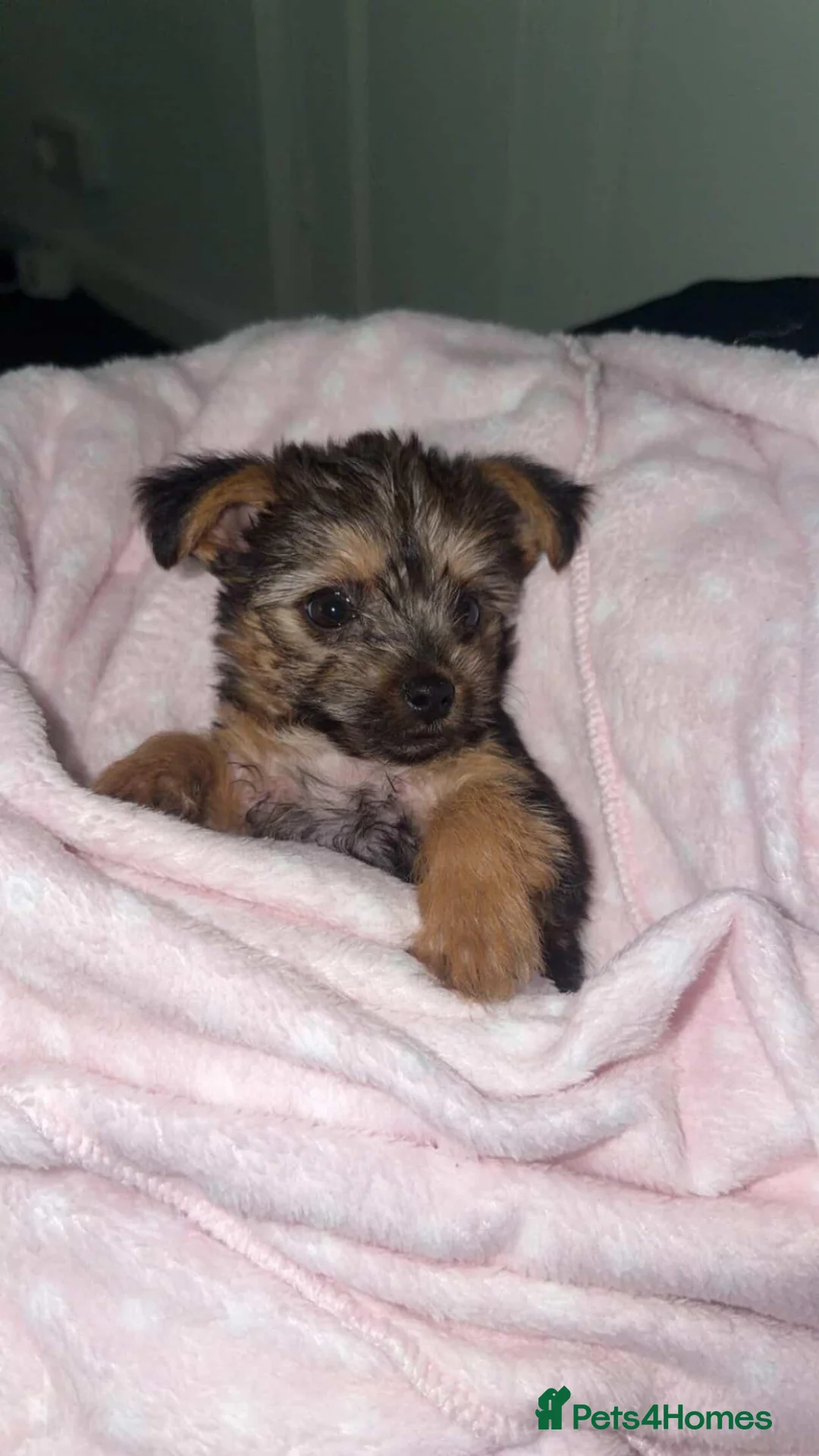 Yorkshire Terrier dogs for sale: Beautiful Yorkshire Terrier Puppy - Advert 2