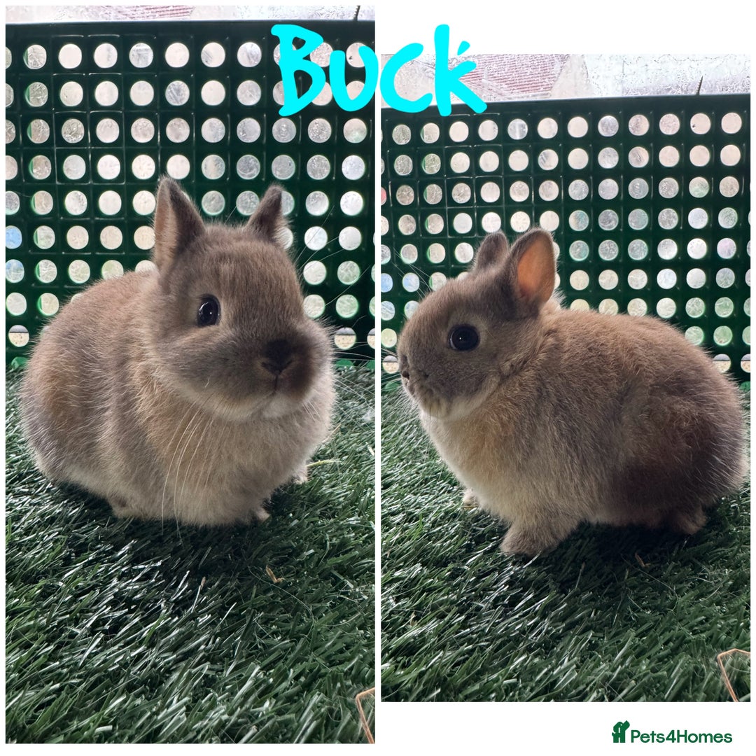 Netherland Dwarf rabbits for sale: Pure breed Netherlands dwarf  - Advert 2