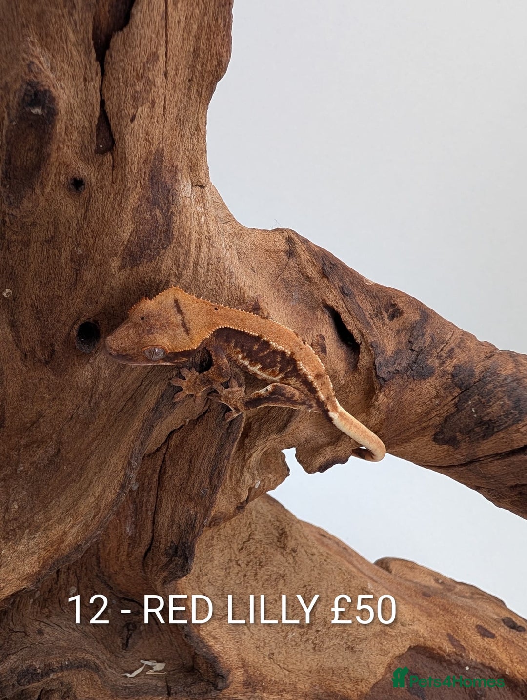 Gecko reptiles for sale: Beautiful baby crested geckos! - Advert 11