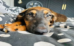Mixed Breed dogs for adoption: Clover (Shepherd/Hound mix) - Image 12