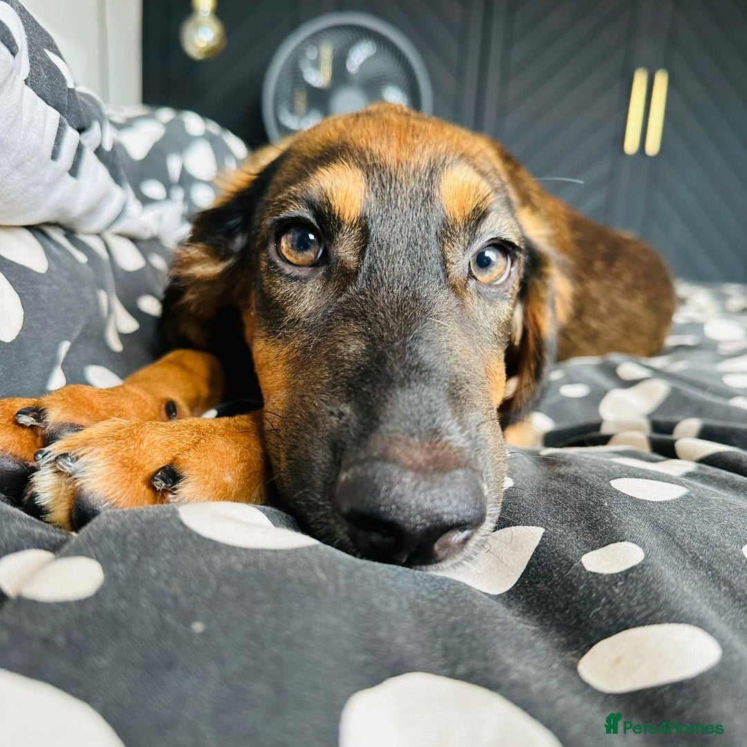 Mixed Breed dogs for adoption: Clover (Shepherd/Hound mix) - Image 12