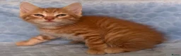 Mixed Breed cats for sale: BSH x Maine coon kittens (various prices) - Advert 7