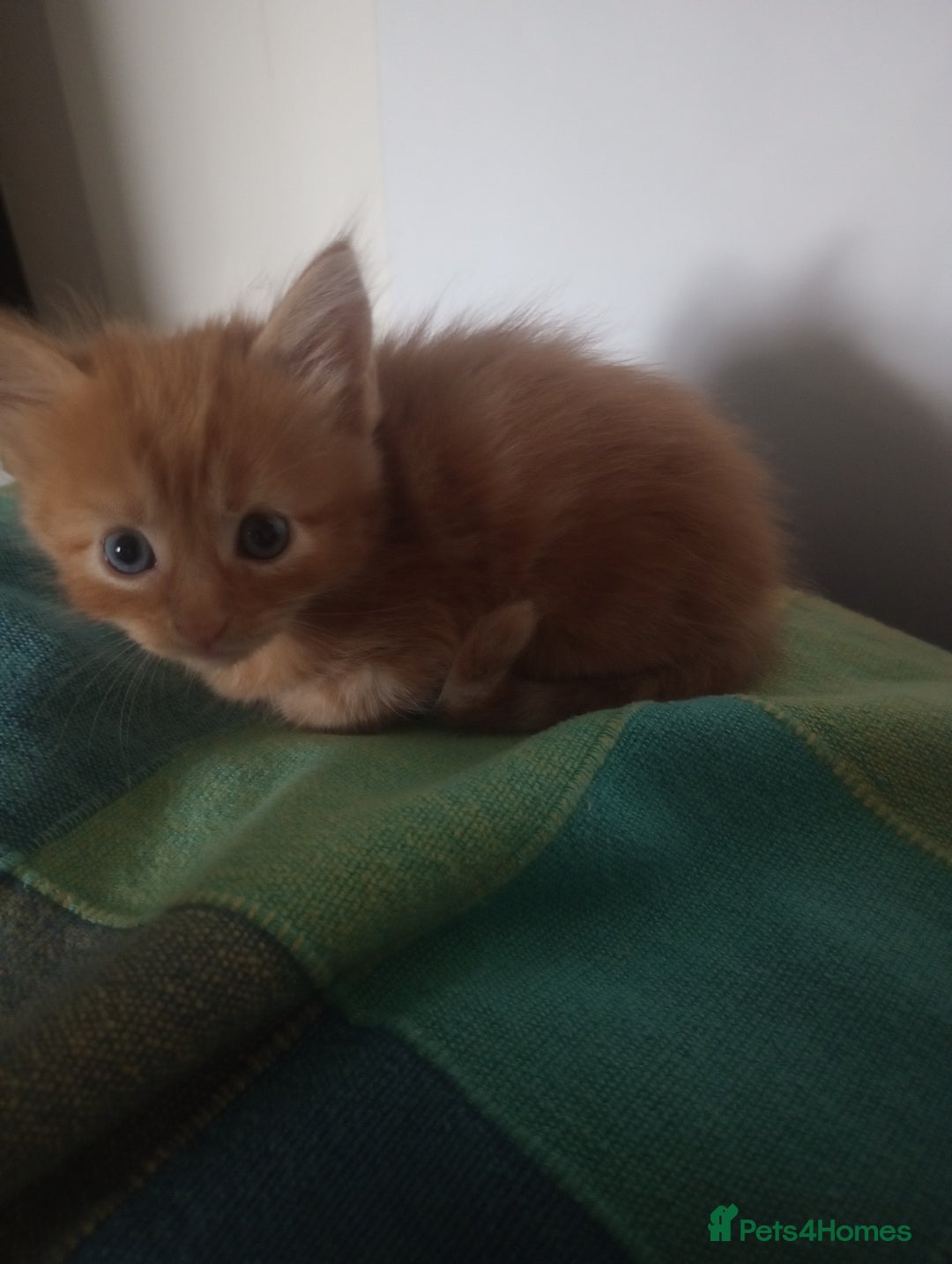 Maine Coon cats for sale: I have Beautiful healthy maicoon XL  - Image 38