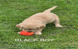 Golden Retriever dogs for sale: KC GOLDEN RETRIEVER PUPPIES  - Image 15