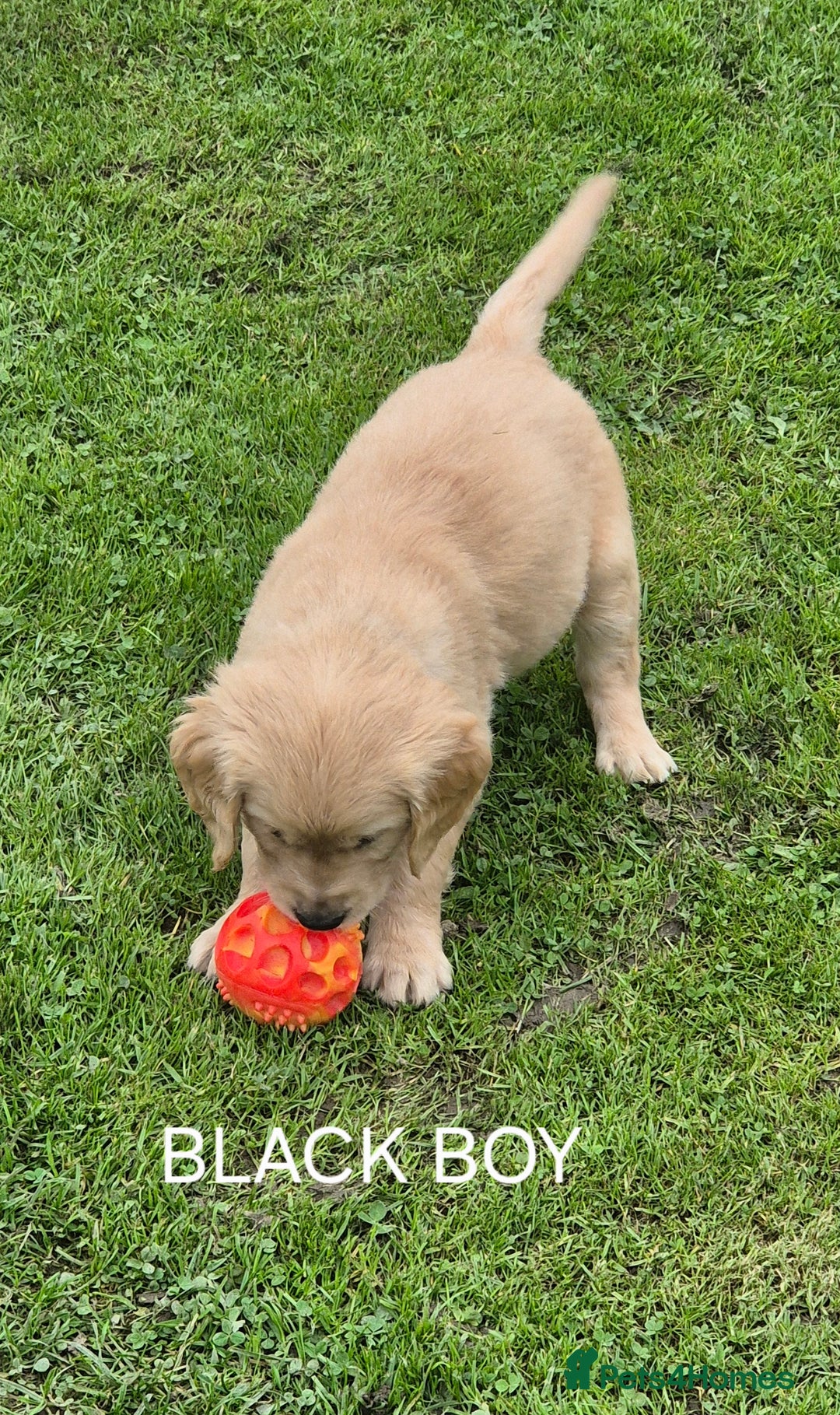 Golden Retriever dogs for sale: KC GOLDEN RETRIEVER PUPPIES  - Image 15