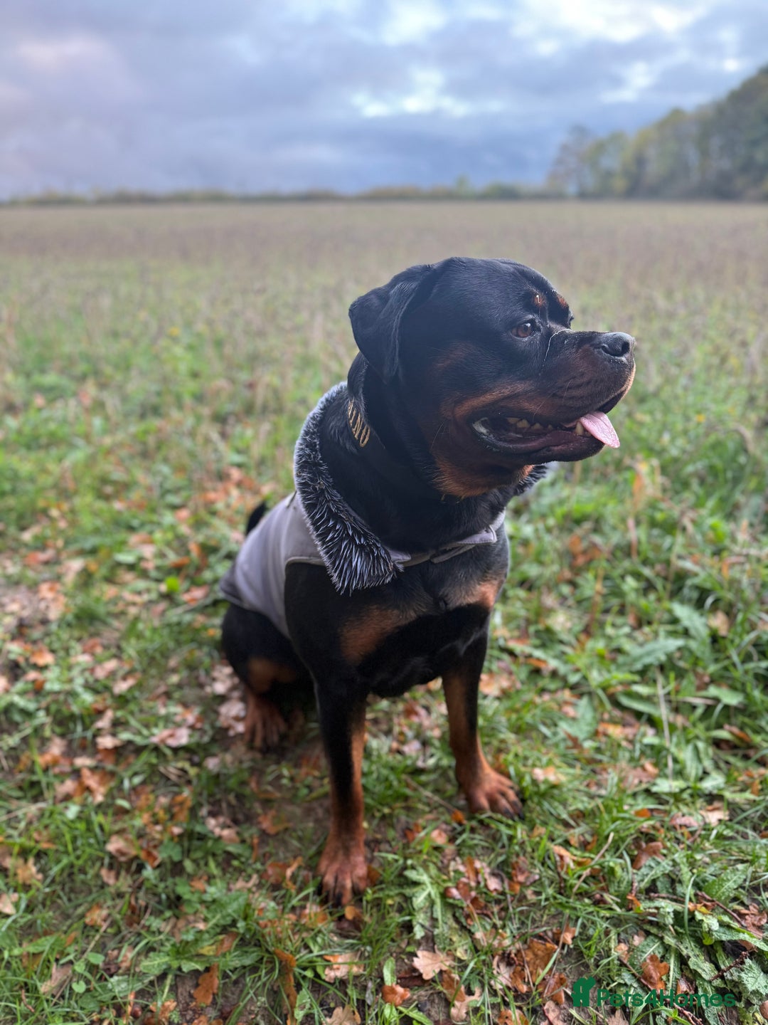 Rottweiler dogs for stud: 100% German Rottweiler - Advert 12