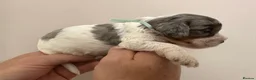 Cockapoo dogs for sale: Stunning cockapoos - Advert 25