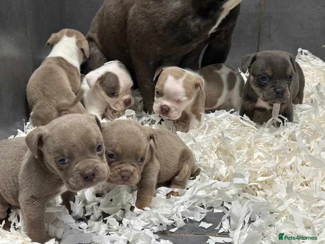 Olde English Bulldogge dogs for sale: DONT LET YOUR DREAMS BE JUST DREAM..  - Advert 6