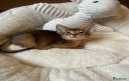 Abyssinian cats for sale: 🏆🥇🏵️Top Quality Champion Lines Abyssinian - Image 26