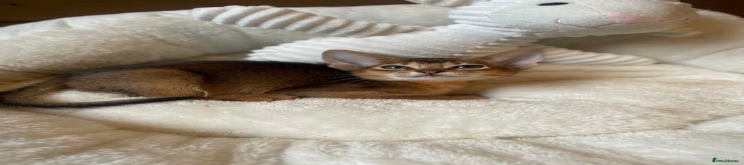 Abyssinian Kitten 4