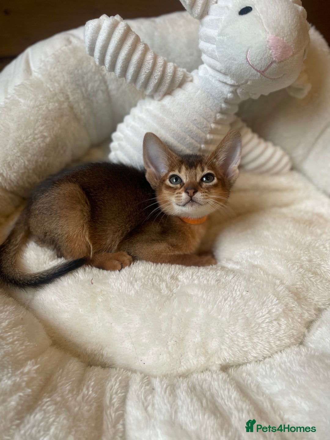 Abyssinian cats for sale: 🏆🥇🏵️Top Quality Champion Lines Abyssinian - Image 26